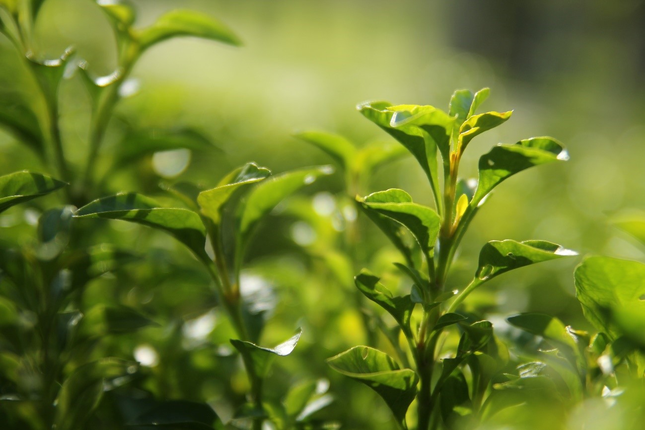 特徴２．肌に優しい緑茶成分（チャ葉：皮膚コンディショニング剤）配合のスムーザー