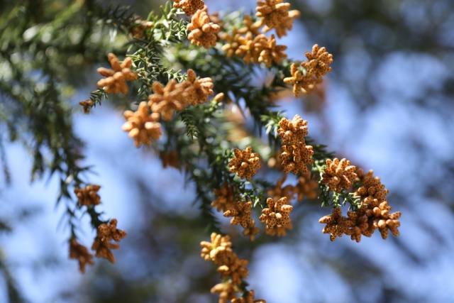 花粉症が急増！飛散のピークはいつ？ 