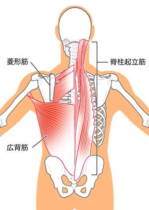 美しい背中には「筋肉」が重要！