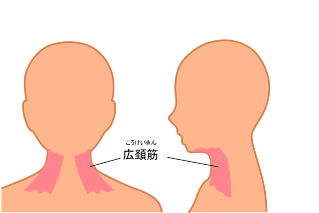 1.「広頚筋（こうけいきん）」を鍛える